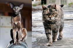 Oriental Shorthair vs Farm Cat - Breed Comparison