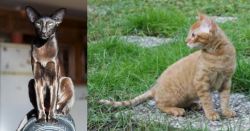 Oriental Shorthair vs German Rex - Breed Comparison