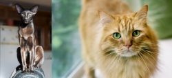 Oriental Shorthair vs Ginger Tabby - Breed Comparison