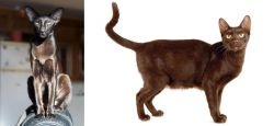 Oriental Shorthair vs Havana Brown - Breed Comparison