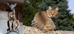 Oriental Shorthair vs Jungle-Bob - Breed Comparison