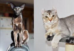 Oriental Shorthair vs Jungle-Curl - Breed Comparison