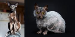 Oriental Shorthair vs Lykoi - Breed Comparison