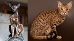 Oriental Shorthair vs Ocicat - Breed Comparison