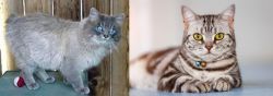 Owyhee Bob vs American Shorthair - Breed Comparison