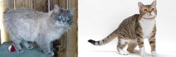 Owyhee Bob vs American Wirehair - Breed Comparison