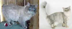 Owyhee Bob vs Asian Semi-Longhair - Breed Comparison