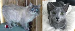 Owyhee Bob vs Blue Russian - Breed Comparison