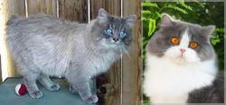 Owyhee Bob vs British Longhair - Breed Comparison
