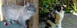 Owyhee Bob vs Calico - Breed Comparison
