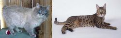 Owyhee Bob vs California Spangled Cat - Breed Comparison