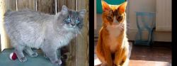 Owyhee Bob vs Chausie - Breed Comparison