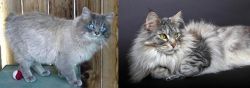 Owyhee Bob vs Domestic Longhaired Cat - Breed Comparison