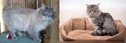 Owyhee Bob vs Domestic Mediumhair - Breed Comparison