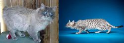 Owyhee Bob vs Egyptian Mau - Breed Comparison