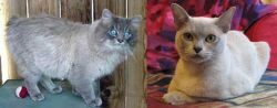 Owyhee Bob vs European Burmese - Breed Comparison