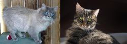Owyhee Bob vs European Shorthair - Breed Comparison