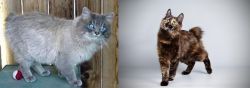 Owyhee Bob vs Japanese Bobtail - Breed Comparison