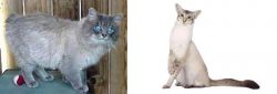 Owyhee Bob vs Javanese - Breed Comparison