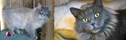 Owyhee Bob vs Nebelung - Breed Comparison