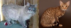 Owyhee Bob vs Ocicat - Breed Comparison