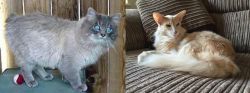 Owyhee Bob vs Oriental Longhair - Breed Comparison