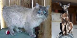 Owyhee Bob vs Oriental Shorthair - Breed Comparison
