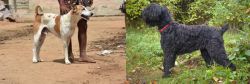 Pandikona vs Black Russian Terrier - Breed Comparison