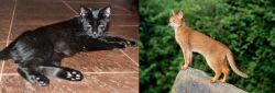 Pantherette vs Abyssinian - Breed Comparison
