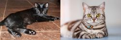 Pantherette vs American Shorthair - Breed Comparison