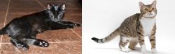 Pantherette vs American Wirehair - Breed Comparison