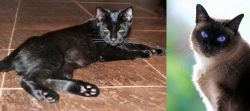 Pantherette vs Applehead Siamese - Breed Comparison