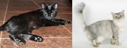 Pantherette vs Asian Semi-Longhair - Breed Comparison