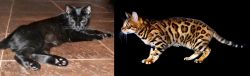 Pantherette vs Bengal - Breed Comparison