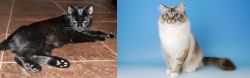 Pantherette vs Birman - Breed Comparison
