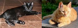 Pantherette vs Brazilian Shorthair - Breed Comparison