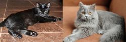 Pantherette vs British Semi-Longhair - Breed Comparison