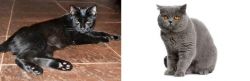 Pantherette vs British Shorthair - Breed Comparison