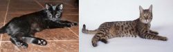 Pantherette vs California Spangled Cat - Breed Comparison