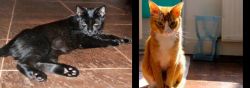 Pantherette vs Chausie - Breed Comparison