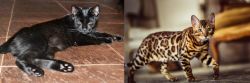 Pantherette vs Cheetoh - Breed Comparison