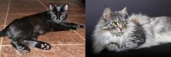 Pantherette vs Domestic Longhaired Cat - Breed Comparison