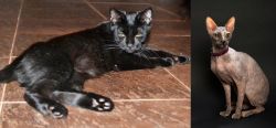 Pantherette vs Don Sphynx - Breed Comparison