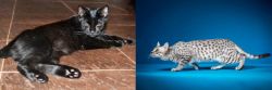 Pantherette vs Egyptian Mau - Breed Comparison