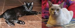 Pantherette vs European Burmese - Breed Comparison