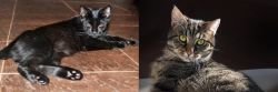 Pantherette vs European Shorthair - Breed Comparison