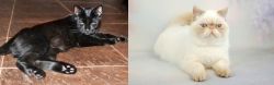 Pantherette vs Exotic Shorthair - Breed Comparison