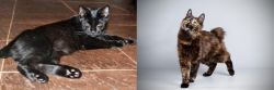 Pantherette vs Japanese Bobtail - Breed Comparison