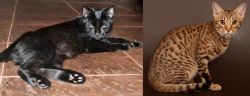 Pantherette vs Ocicat - Breed Comparison