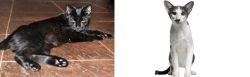 Pantherette vs Oriental Bicolour - Breed Comparison